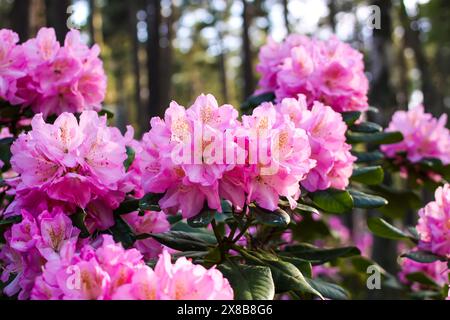Fleurs roses de l'espace copie rhododendron sibérien. Banque D'Images