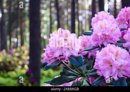Fleurs roses de l'espace copie rhododendron sibérien. Banque D'Images