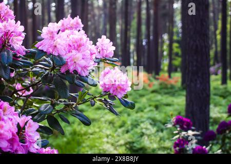 Fleurs roses de l'espace copie rhododendron sibérien. Banque D'Images