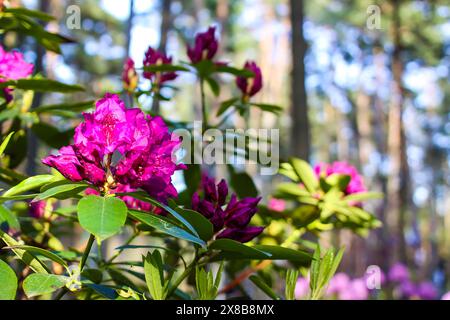 Fleurs roses de l'espace copie rhododendron sibérien. Banque D'Images
