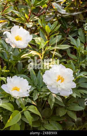 PEONY MISS AMERICA. Belles pivoines blanches dans le jardin. Banque D'Images