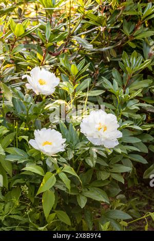 PEONY MISS AMERICA. Belles pivoines blanches dans le jardin. Banque D'Images