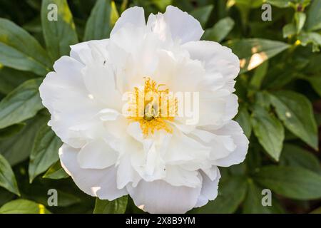 PEONY MISS AMERICA. Belles pivoines blanches dans le jardin. Banque D'Images