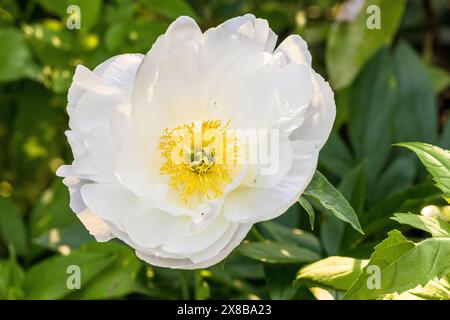 PEONY MISS AMERICA. Belles pivoines blanches dans le jardin. Banque D'Images