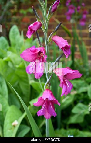 Fleur de Gladiolus commune violette, Gladiolus communis, avec de la verdure derrière, et des gouttes de pluie. Banque D'Images