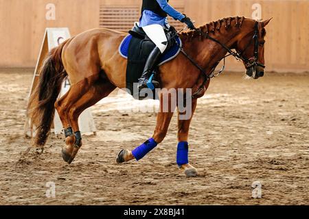 cavalier de femme sur cheval brun dans la compétition de saut d'obstacles Banque D'Images