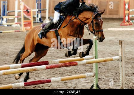 montrer la course de saut cheval brun sautant par-dessus les obstacles Banque D'Images