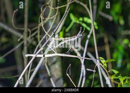 Insecte bâton de marche suspendu à une branche dans la réserve forestière nuageuse de Monteverde, à Monteverde, Costa Rica Banque D'Images