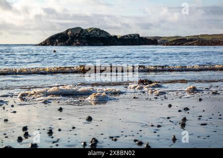 Souffler le lugworm poo sur la côte ouest de l'Irlande - Arenicola Marina. Banque D'Images