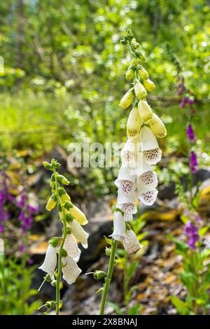 Le foxglove est une belle fleur qui fleurit dans des couleurs telles que le rose, le violet et le blanc. C'est une plante populaire dans la nature, les jardins et les parcs. Banque D'Images