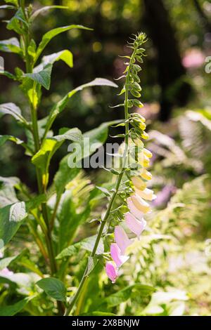 Le foxglove est une belle fleur qui fleurit dans des couleurs telles que le rose, le violet et le blanc. C'est une plante populaire dans la nature, les jardins et les parcs. Banque D'Images