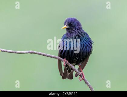 Étourneau commun, Sturnus vulgaris, mâle adulte seul dans le plumage de reproduction, s'affichant sur la branche, Bulgarie, Europe Banque D'Images