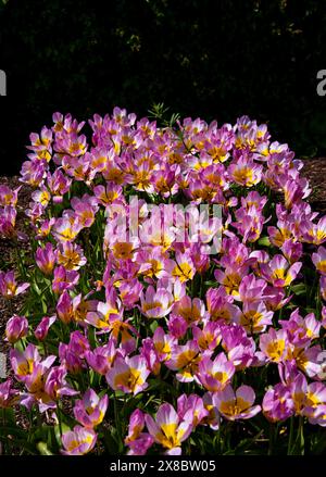 De belles tulipes lilas et violettes fleurissent dans le jardin au printemps Banque D'Images