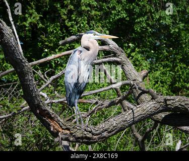 Pris d'un canot ; un grand héron bleu est encadré par des branches d'arbre comme il se tient sur la rive d'un ruisseau. Banque D'Images