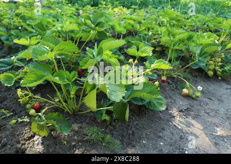 Plante de fraise verte et arbustes. Frais, non mûrs et bio Banque D'Images