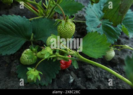 Plante de fraise verte et arbustes. Frais, non mûrs et bio Banque D'Images