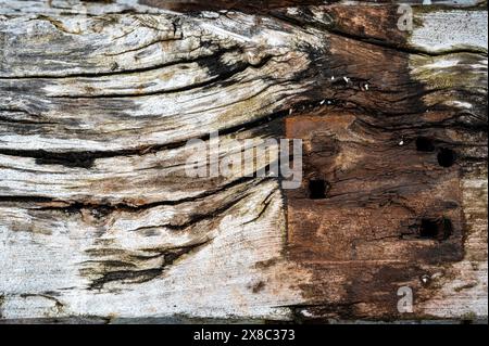texture du bois avec des fissures et pourri par la météo et le temps, a été utilisé pour construire des voies ferrées Banque D'Images