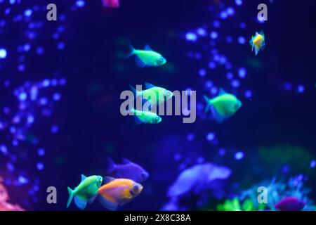 Un troupeau de magnifiques poissons lumineux au néon dans un aquarium sombre avec une lumière de néon. Tétra de Glofish. Arrière-plan flou. Mise au point sélective. La vie sous-marine Banque D'Images