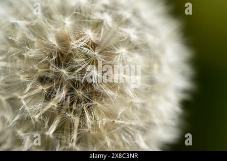 Pissenlit 'horloge' tête de graine gros plan (joli globe sphérique délicat délicat et blanc argenté de graines, effet bokeh) - Yorkshire, Angleterre, Royaume-Uni. Banque D'Images