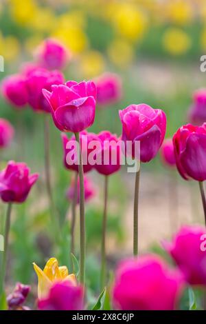 De belles tulipes roses fleurissent dans le jardin de printemps. Mise au point sélective Banque D'Images