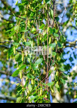 Nouvelles feuilles et chatons sur le bouleau argenté (Betula pendula) - centre de la France. Banque D'Images