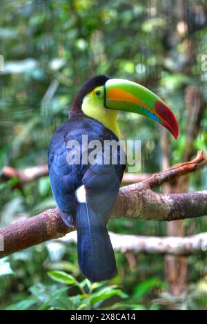 Toucan à bec de quille (Latin-Ramphastos sulfuratus) ; zoo de Belize, près de Belize City, Belize Banque D'Images