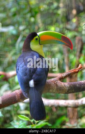 Toucan à bec de quille (Latin-Ramphastos sulfuratus) ; zoo de Belize, près de Belize City, Belize Banque D'Images