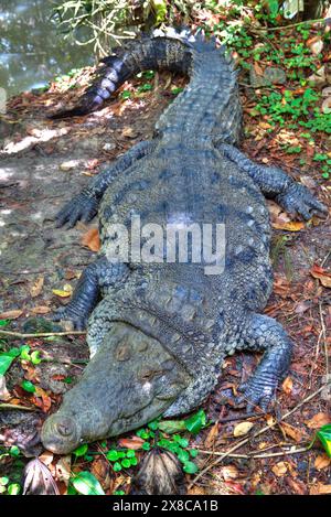 Morelet's Crocodile (Latin-Crocodylus moreletii), Zoo de Belize, près de Belize City, Belize Banque D'Images