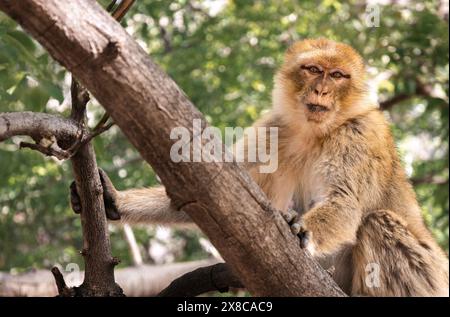 Femme célibataire macaque barbaresque (Macaca sylvanus) portrait sur un arbre dans la forêt de Setti Fatma, Maroc - photographie animalière Banque D'Images