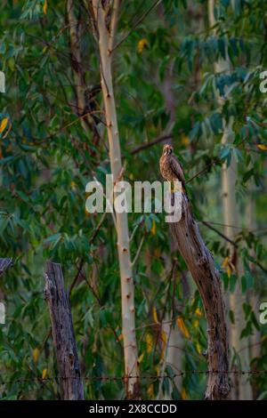 White-eyed Butastur teesa (Buzzard) Banque D'Images