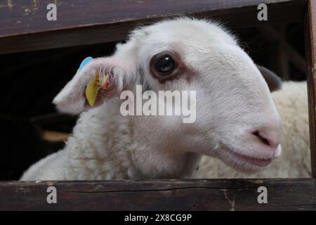 Un agneau curieux regarde à travers la clôture Banque D'Images