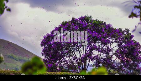 Pétales violets portés par le vent d'un bel arbre fleuri dans la campagne du Brésil Banque D'Images