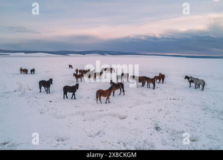 Vue aérienne sur les chevaux du troupeau marchant sur le champ de neige contre le ciel couvert cloyonné. Beau paysage rural. Banque D'Images