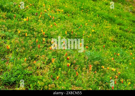 Tulipes jaunes sauvages dans les montagnes TRANS-Ili Alatau. Flore du Kazakhstan. Banque D'Images