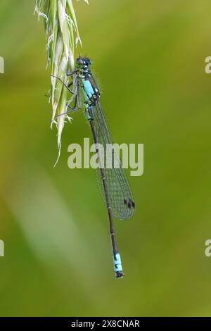 Gros plan naturel sur la damoiselle à queue de fourche du Pacifique à ailes étroites, Ischnura cervula à Bandon, Oregon Banque D'Images