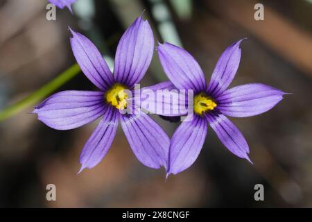 Gros plan détaillé sur deux fleurs colorées Idaho herbe aux yeux bleus fleurs sauvages, Sisyrinchium idahoense Banque D'Images