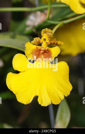 La Thaïlande, Chang Mai, fleurs d'orchidées (Orchis sp.) Banque D'Images