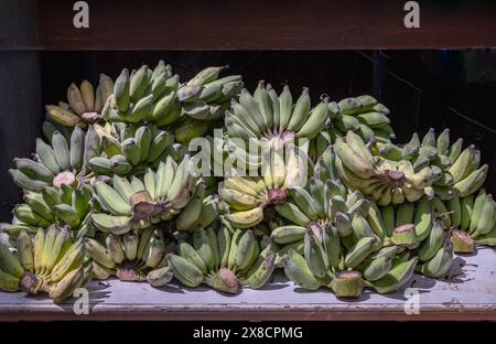 Pisang Awak ou Ducasse banane pour le culte dans le temple thaïlandais. Groupe de bananes cultivées crues et mûres (Nam Wah Banana), pile de bananes fraîches, espace pour Banque D'Images