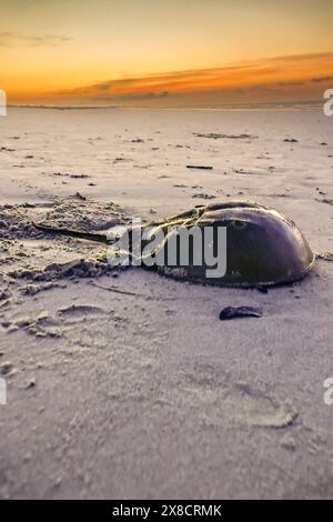 Île de Palms, États-Unis. 24 mai 2024. Un crabe en fer à cheval jaillit vers l'océan après avoir pondu des œufs sur la plage, le 24 mai 2024 à Isle of Palms, Caroline du Sud. Une pleine lune marque le début des crabes fer à cheval qui frayent à travers le lowcountry. Crédit : Richard Ellis/Richard Ellis/Alamy Live News Banque D'Images