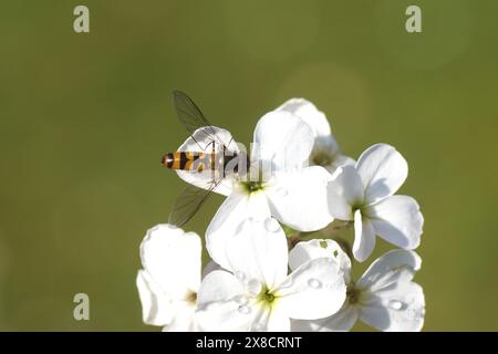 Gros plan sur les fleurs de la fusée de dame (Hesperis matronalis), famille des hoverfly Meliscaeva auricollis, famille des Brassicaceae. Banque D'Images