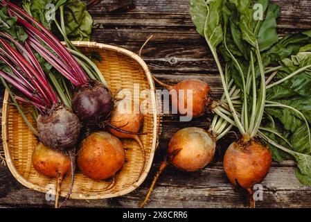 Légumes biologiques. Betteraves arc-en-ciel colorées et tomates dans le panier . Betteraves dorées, roses et violettes en plein air. Banque D'Images