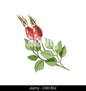 Un brin de hanches roses rouges et de feuilles de hanches roses dessinées à l'aquarelle sur un fond blanc. Convient pour l'impression sur tissu et papier, textiles, design. Banque D'Images