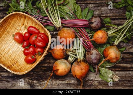 Légumes biologiques. Betteraves arc-en-ciel colorées et tomates dans le panier . Betteraves dorées, roses et violettes en plein air. Banque D'Images