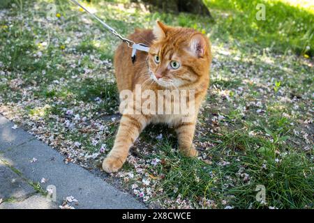 Chat gingembre mignon domestique en laisse marchant dans l'herbe Banque D'Images