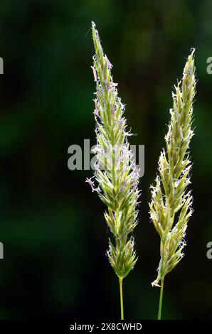 Allergie au pollen : graminées (famille des Poaceae ou des Gramineae) en fleurs avec pollen Banque D'Images