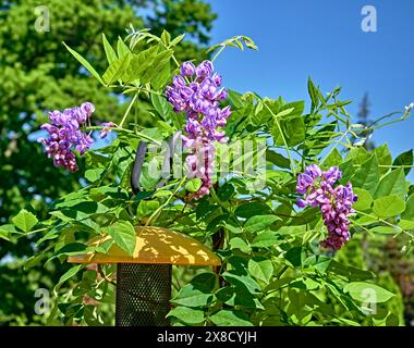 Gros plan de trois belles plantes roses Wisteria, sur une vigne, avec des fleurs. Banque D'Images