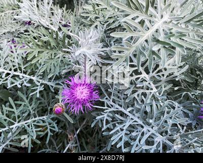 Fleur violette et feuilles de Centaurea gymnocarpa, bleuet capraïen, également connu sous le nom de fiordaliso di Capraia ou centaury de Capraia Banque D'Images