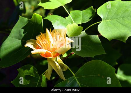 Fleur et feuilles du tulipe (Liriodendron tulipifera) Banque D'Images