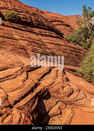 Cross-bed Navajo Sandstone, Petrified Sand Dunes, Snow Canyon State Park, George, Utah. Banque D'Images