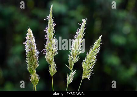 Allergie au pollen : graminées (famille des Poaceae ou des Gramineae) en fleurs avec pollen Banque D'Images